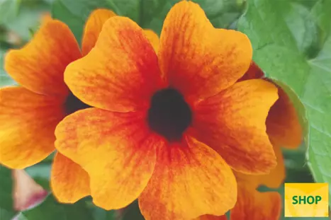 Thunbergia-Sunny_Susy_Orange&Red-Volmary.png Thunbergia-Sunny_Susy_Orange&Red-Volmary.png