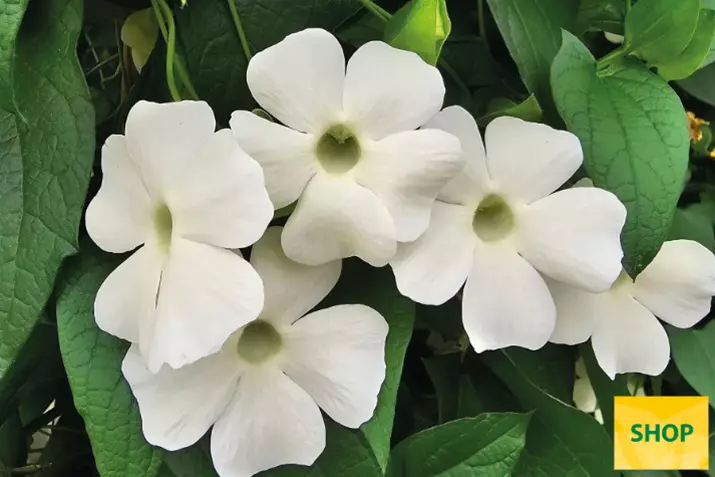 Thunbergia-Sunny_Susy_WhiteWedding-Volmary.png Thunbergia-Sunny_Susy_WhiteWedding-Volmary.png