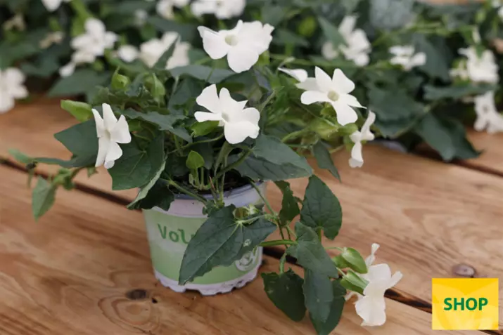 Thunbergia-Sunny_Susy_White_Wedding-Volmary.png Thunbergia-Sunny_Susy_White_Wedding-Volmary.png