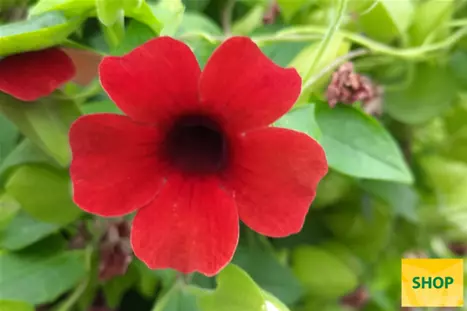 Thunbergia-Sunny_Susy_Cherry-Volmary.png Thunbergia-Sunny_Susy_Cherry-Volmary.png