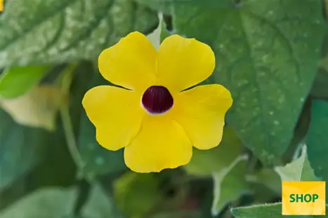 Thunbergia-Sunny_Susy_Gold-Volmary.png Thunbergia-Sunny_Susy_Gold-Volmary.png