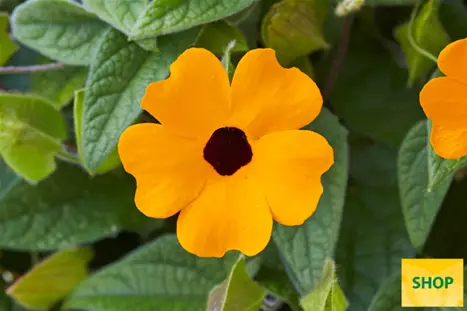 Thunbergia-Sunny_Susy_Orange-Eye-Volmary.png Thunbergia-Sunny_Susy_Orange-Eye-Volmary.png