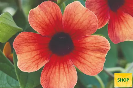 Thunbergia-Sunny_Susy_Tiger-Eye-Volmary.png Thunbergia-Sunny_Susy_Tiger-Eye-Volmary.png