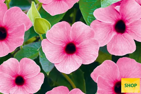 Thunbergia-Sunny_Susy_Rose-Sensation-Volmary.png Thunbergia-Sunny_Susy_Rose-Sensation-Volmary.png