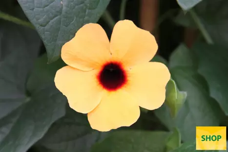 Thunbergia-Sunny_Susy_Terracotta-Volmary.png Thunbergia-Sunny_Susy_Terracotta-Volmary.png