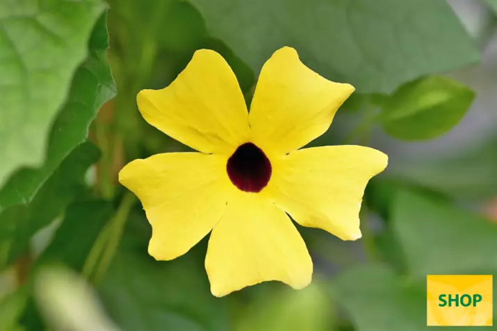 Thunbergia-Sunny_Susy_Yellow-Dark-Eye-Volmary.png Thunbergia-Sunny_Susy_Yellow-Dark-Eye-Volmary.png