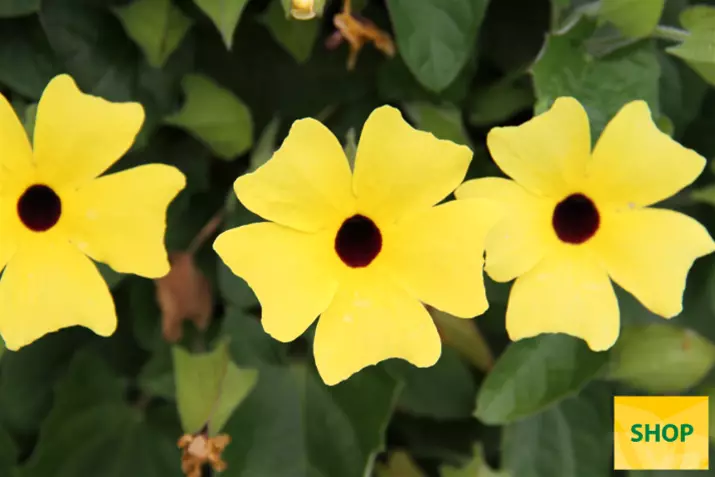 Thunbergia-Sunny_Susy_Yellow_Dark-Eye-Volmary.png Thunbergia-Sunny_Susy_Yellow_Dark-Eye-Volmary.png