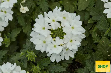 Verbena-Vectura-White_Volmary.png Verbena-Vectura-White_Volmary.png