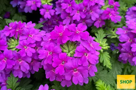 Verbena-Vectura-True-Violet-Volmary.png Verbena-Vectura-True-Violet-Volmary.png