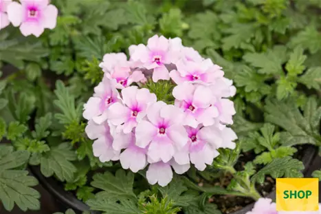 Verbena-Vectura-Soft-Pink-Eye-Volmary.png Verbena-Vectura-Soft-Pink-Eye-Volmary.png