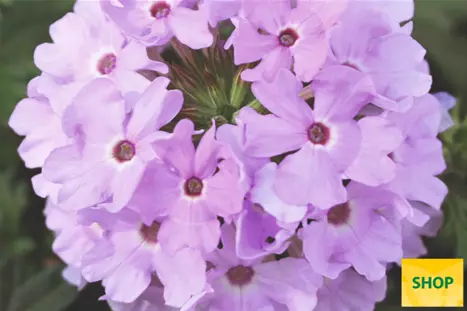 Verbena-Vectura-Lavender-Volmary.png Verbena-Vectura-Lavender-Volmary.png