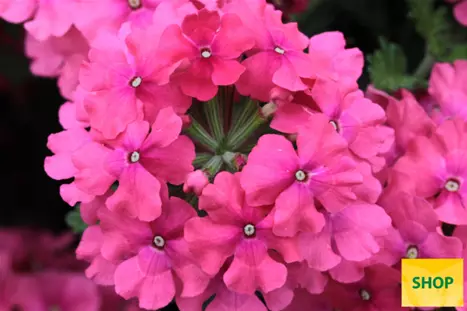 Verbena-Vectura-Salmon-Rose-Volmary.png Verbena-Vectura-Salmon-Rose-Volmary.png