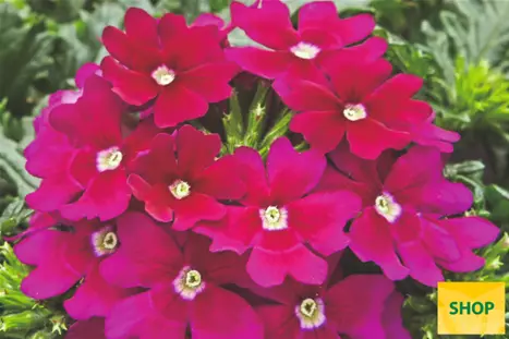 Verbena-Vectura-Burgundy-Volmary.png Verbena-Vectura-Burgundy-Volmary.png