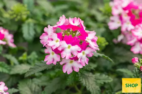 Verbena-Vectura-Rose-Wing-Volmary.png Verbena-Vectura-Rose-Wing-Volmary.png