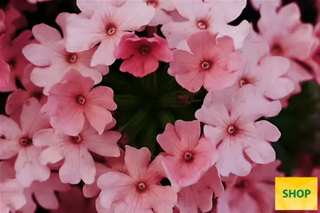 Verbena-Vectura-Peach-Volmary.png Verbena-Vectura-Peach-Volmary.png