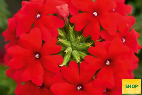 Verbena-Vectura-Scarlet_Volmary.png Verbena-Vectura-Scarlet_Volmary.png