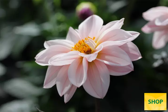 Dahlia-Lubega-Dark_Volmary.png Dahlia-Lubega-Dark_Volmary.png