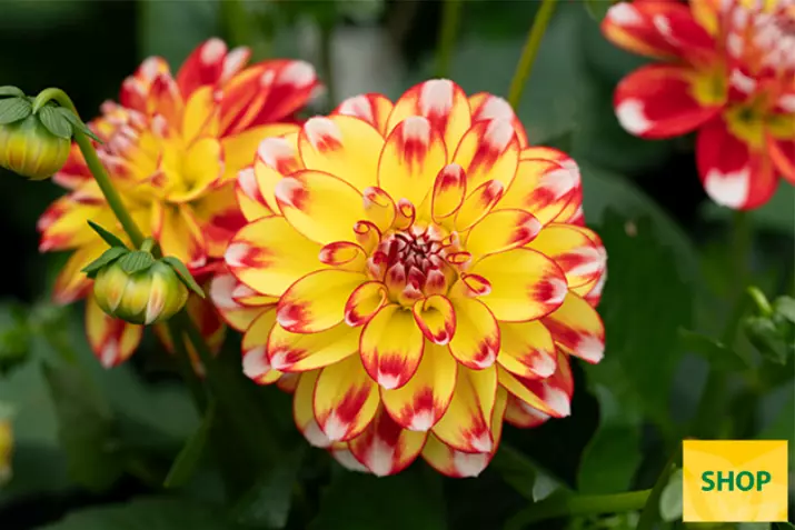 Dahlia-Lubega-Power_Volmary.png Dahlia-Lubega-Power_Volmary.png