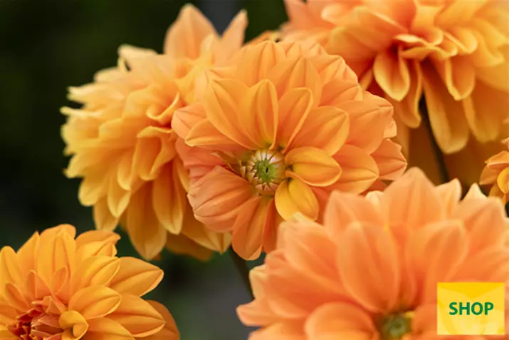Dahlia-Lubega-XL_Volmary.png Dahlia-Lubega-XL_Volmary.png