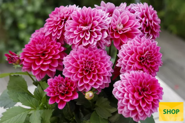 Dahlia-Lubega-Serie_Volmary.png Dahlia-Lubega-Serie_Volmary.png