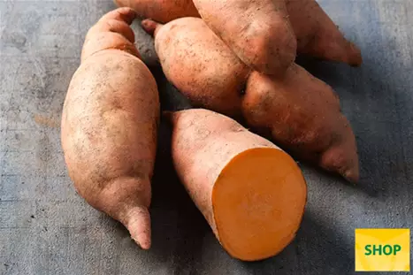 Słodkie-ziemniaki_Erato-Compact-Orange_Volmary.png Słodkie-ziemniaki_Erato-Compact-Orange_Volmary.png