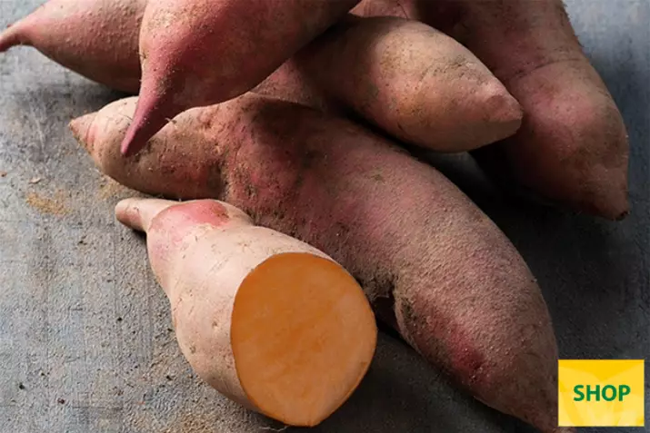 Boniato_Erato-Early-Orange_Volmary.png Boniato_Erato-Early-Orange_Volmary.png