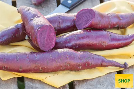 Boniato_Erato-Violet_Volmary.png Boniato_Erato-Violet_Volmary.png