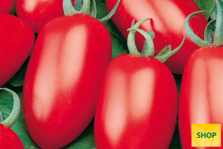 Mini tomate tipo San Marzano 'Caprese'_Volmary.png Mini tomate tipo San Marzano 'Caprese'_Volmary.png