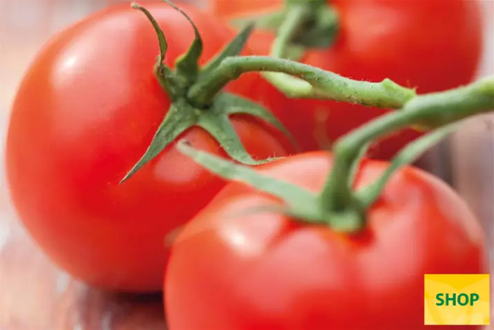 Tomate-de-sabor-'Campos®'_Volmary.png Tomate-de-sabor-'Campos®'_Volmary.png