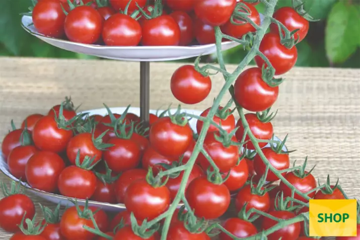 Tomate-cherry-para-exterior-'Philovita'_Volmary.png Tomate-cherry-para-exterior-'Philovita'_Volmary.png