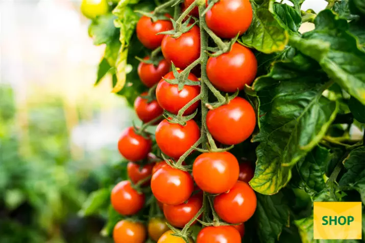 Tomate-cherry-'Sanvitos®'_Volmary.png Tomate-cherry-'Sanvitos®'_Volmary.png