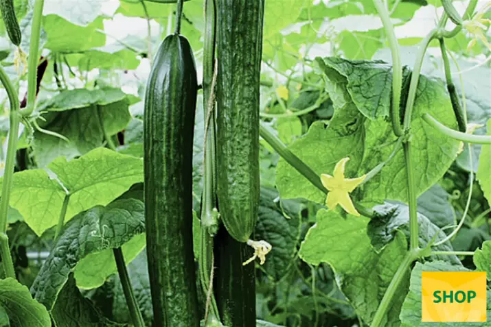 Pepino-'Cyrano®'_Volmary.png Pepino-'Cyrano®'_Volmary.png
