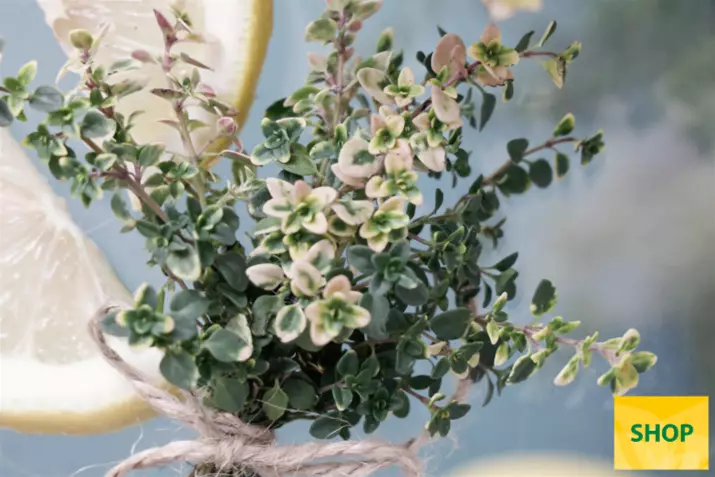 Tymianek-cytrynowy-'Summerdreams®-Lemon-Cascata'Volmary.png Tymianek-cytrynowy-'Summerdreams®-Lemon-Cascata'Volmary.png