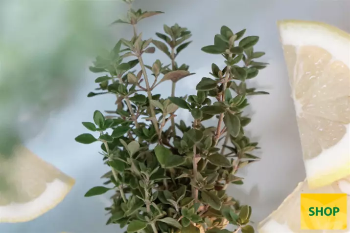 Tymianek-cytrynowy-'Summerdreams®-Lemon-Green'_Volmary.png Tymianek-cytrynowy-'Summerdreams®-Lemon-Green'_Volmary.png