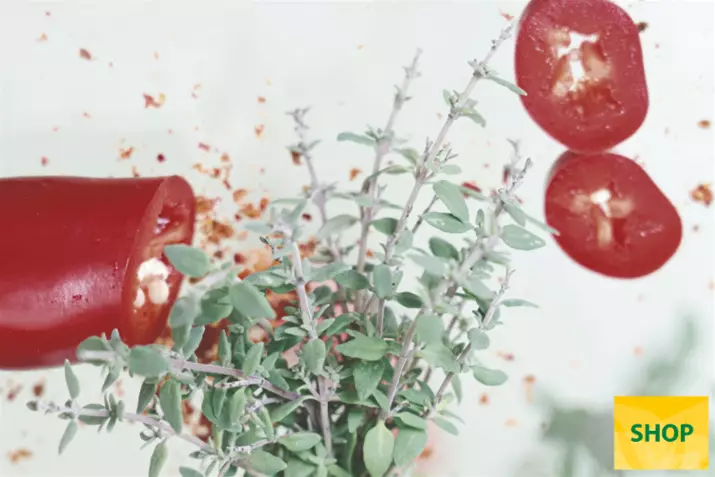 Tymianek-cytrynowy-'Summerdreams®-Spicy'_Volmary.png Tymianek-cytrynowy-'Summerdreams®-Spicy'_Volmary.png