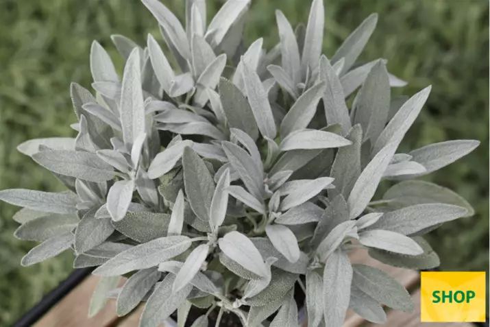 Szałwia-'Mandala®-Silver'_Volmary.png Szałwia-'Mandala®-Silver'_Volmary.png