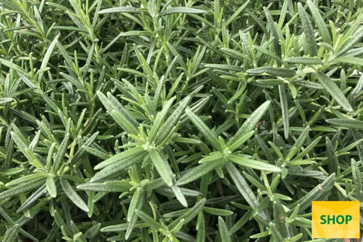 Rozmaryn-'Riveria-Bush'_Volmary.png Rozmaryn-'Riveria-Bush'_Volmary.png