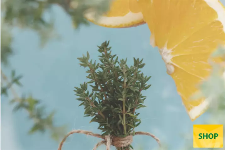Tomillo-limón-'Summerdreams®-Lemon-Orange'_Volmary.png Tomillo-limón-'Summerdreams®-Lemon-Orange'_Volmary.png