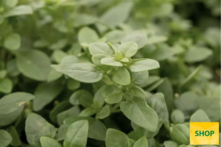 Albahaca-de-hoja-Copa®-Petite-Green'_Volmary.png Albahaca-de-hoja-Copa®-Petite-Green'_Volmary.png