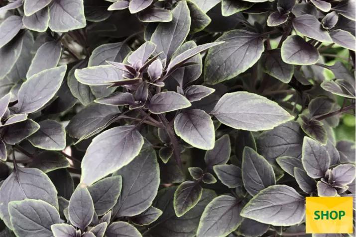 Albahaca-de- hoja-'Copa®-Petite-Red-Green-Shades'_Volmary.png Albahaca-de- hoja-'Copa®-Petite-Red-Green-Shades'_Volmary.png