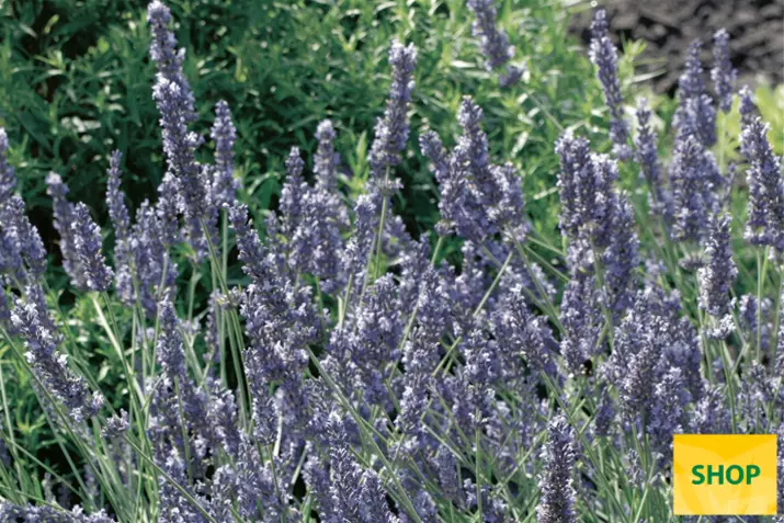 Lavanda-aromática-'Grosso'_Volmary.png Lavanda-aromática-'Grosso'_Volmary.png