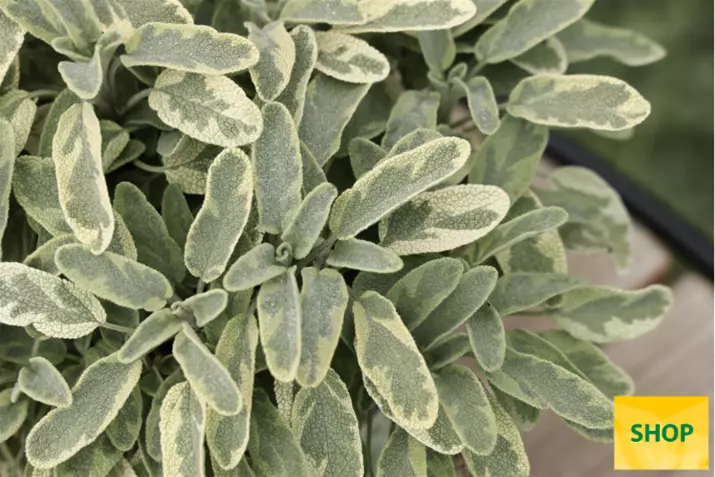 Salvia-'Mandala®-Gold'_Volmary.png Salvia-'Mandala®-Gold'_Volmary.png