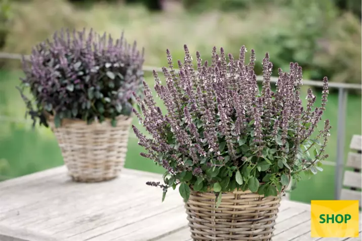 Albahaca-'Belmona®-Purple'_Volmary.png Albahaca-'Belmona®-Purple'_Volmary.png