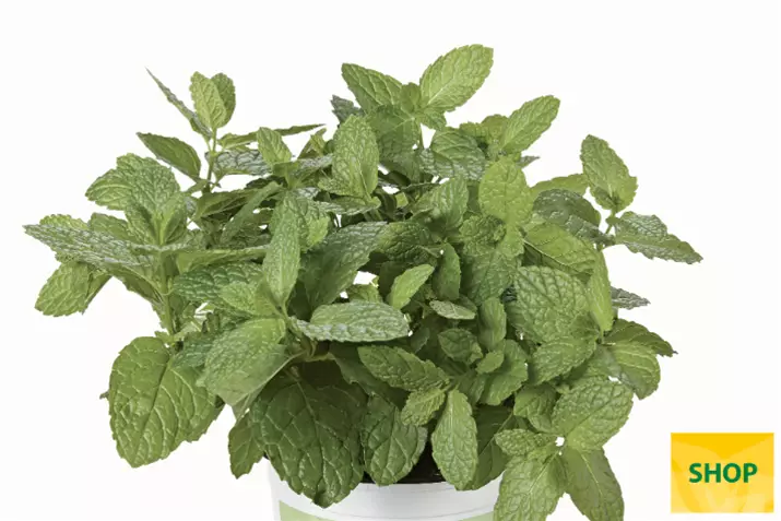 Menta-'Casablanca'_Volmary.png Menta-'Casablanca'_Volmary.png