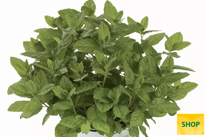 Menta-'Garden-Mint'_Volmary.png Menta-'Garden-Mint'_Volmary.png