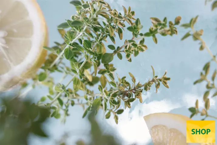 Timo-limone-'Summerdreams®-Lemon-Gold_'Volmary.png Timo-limone-'Summerdreams®-Lemon-Gold_'Volmary.png