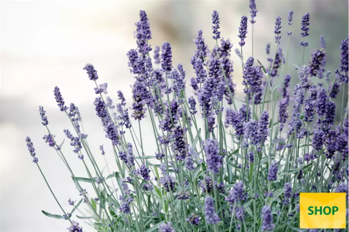 Lavanda-aromatica-'Impressa®_Volmary'.png Lavanda-aromatica-'Impressa®_Volmary'.png