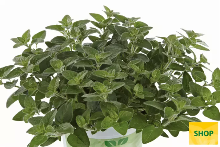 Origano-'Margeritha'_Volmary.png Origano-'Margeritha'_Volmary.png