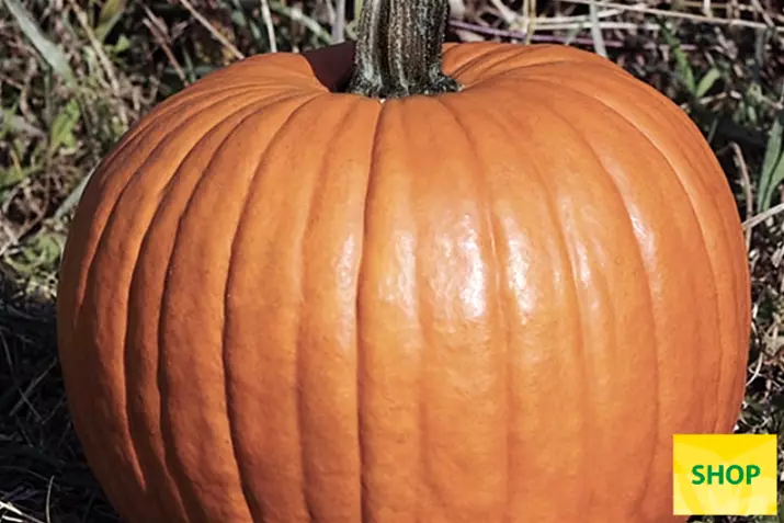 Calabaza-de-Halloween-Racer-Plus_Volmary.png Calabaza-de-Halloween-Racer-Plus_Volmary.png