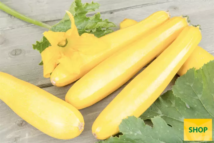 Calabacín-Divara_Yellow_Gabriela_Volmary.png Calabacín-Divara_Yellow_Gabriela_Volmary.png
